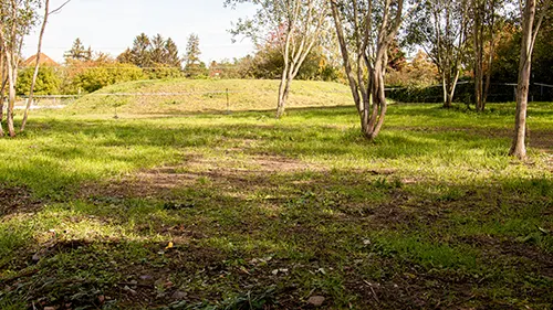 Robinienbewuchs nach der Bekämpfung