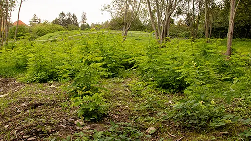 Robinienbewuchs vor der Bekämpfung